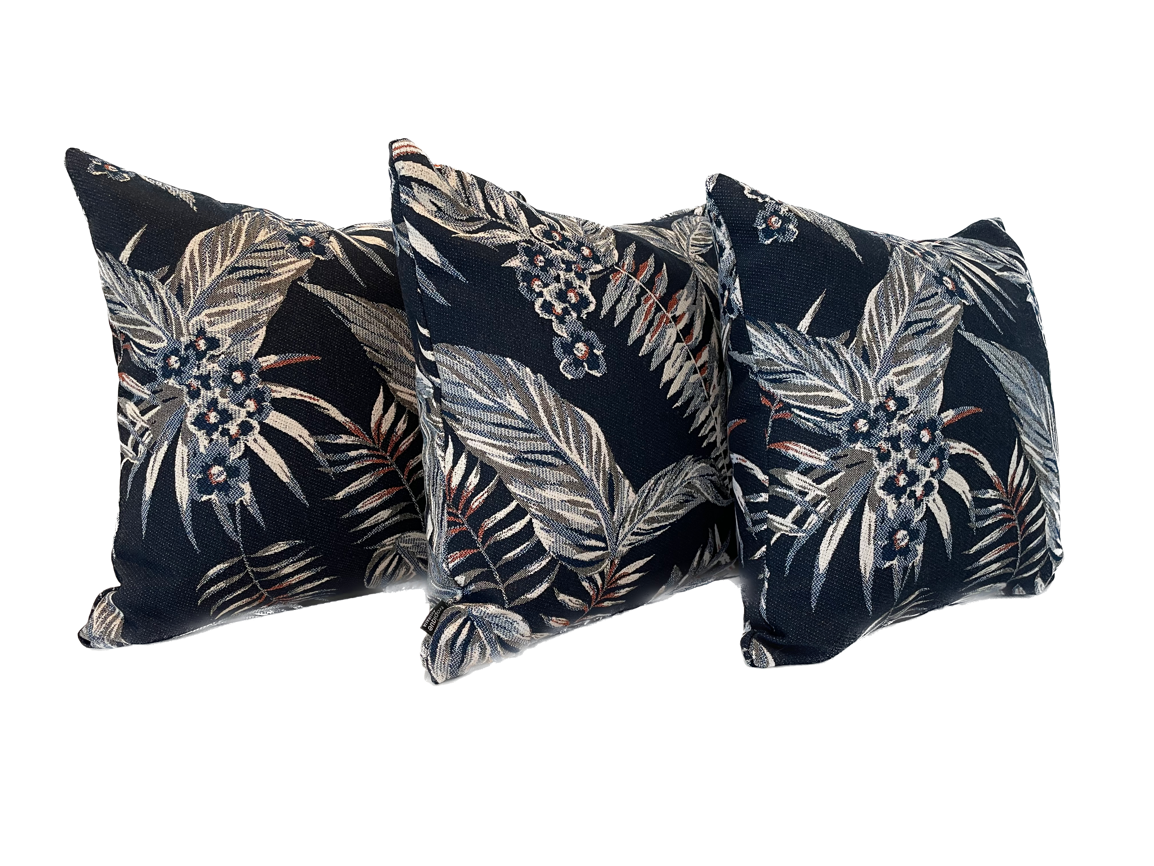Cooktown Orchid in Midnight