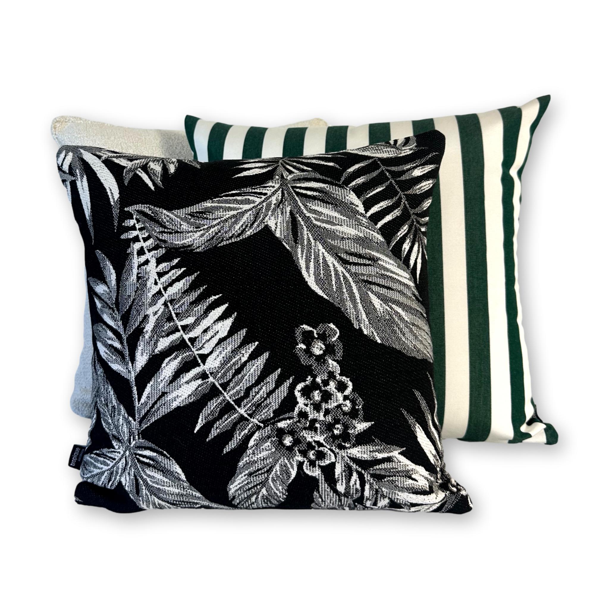Cooktown Orchid in Classic Black
