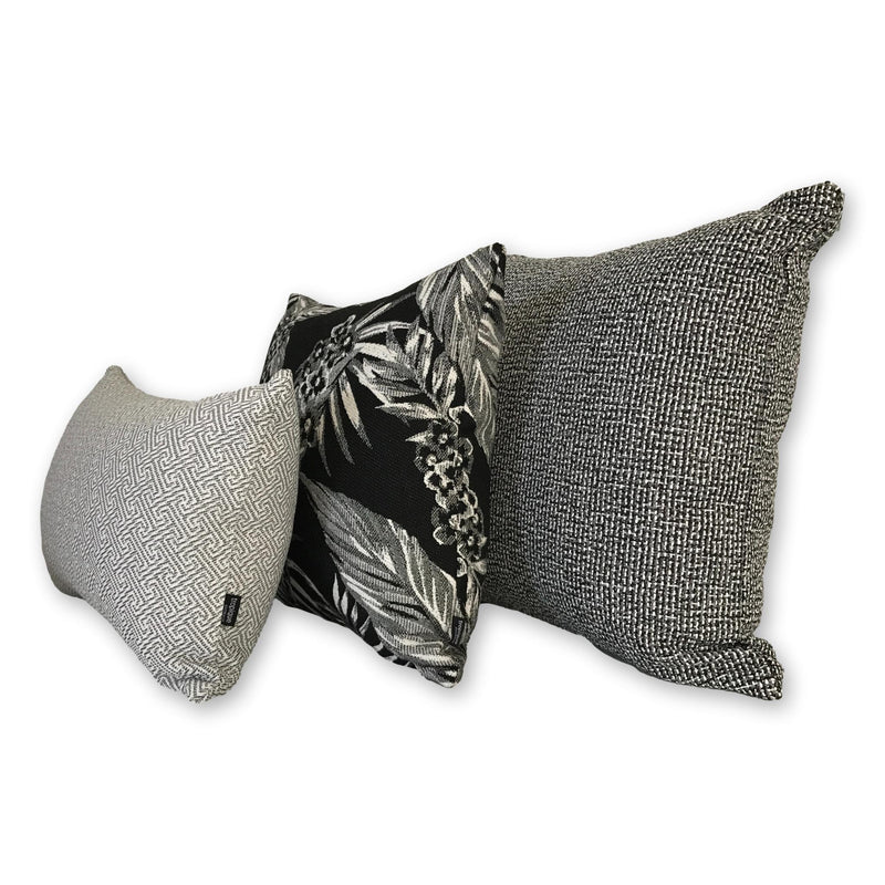 Cooktown Orchid in Classic Black