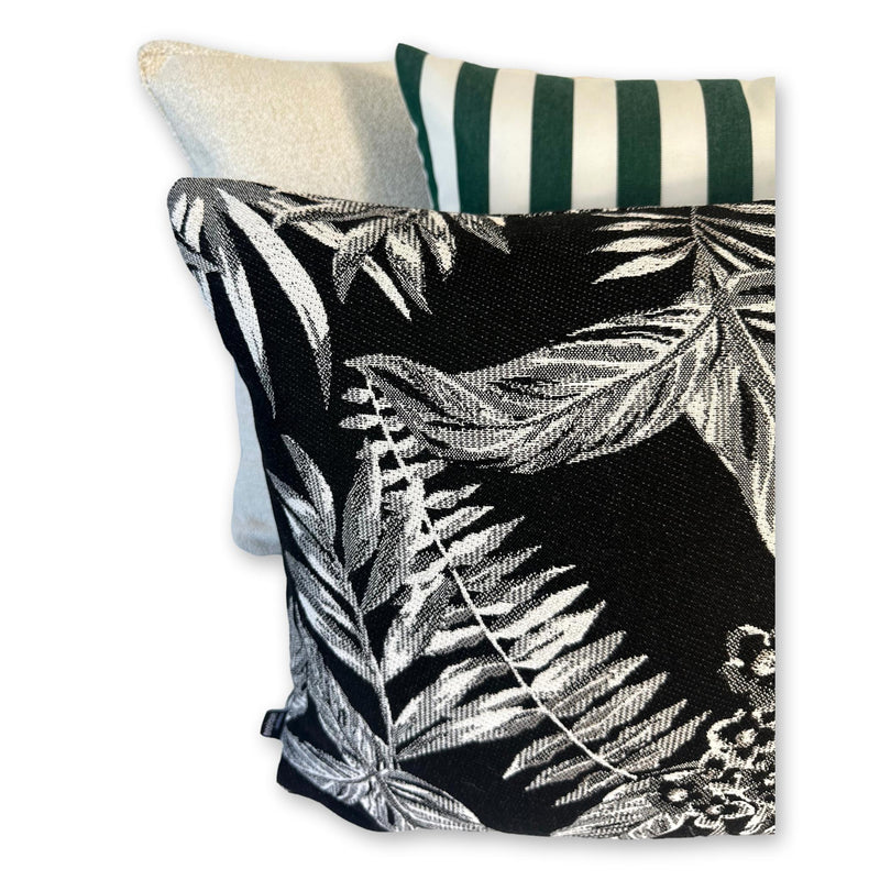 Cooktown Orchid in Classic Black