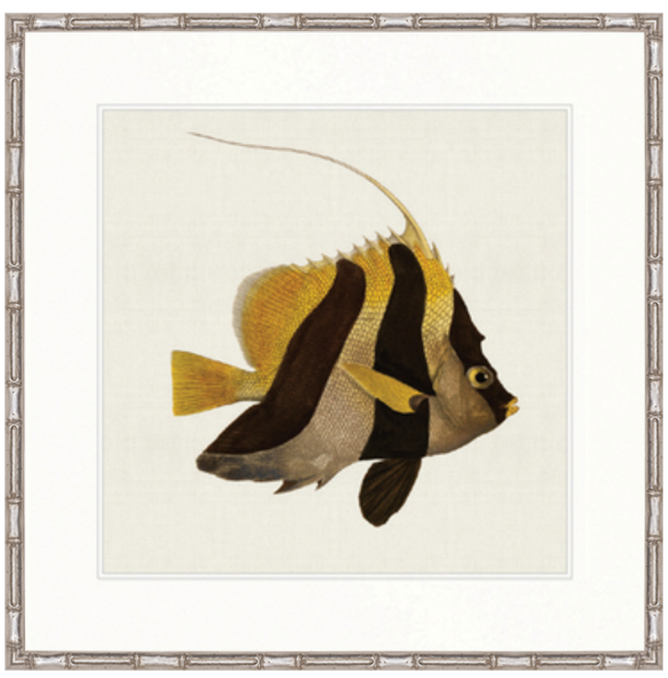 COLOURFUL FISH II